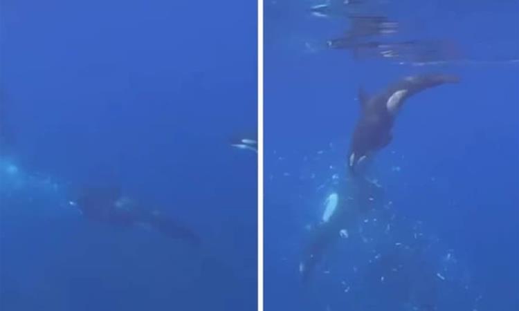 Китови орки намерно удараат во големи риби и ги распарчуваат (ВИДЕО)