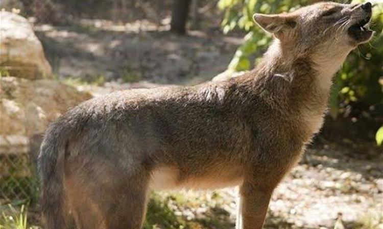 Чакал касна жена во Романија; мештаните ја спасија