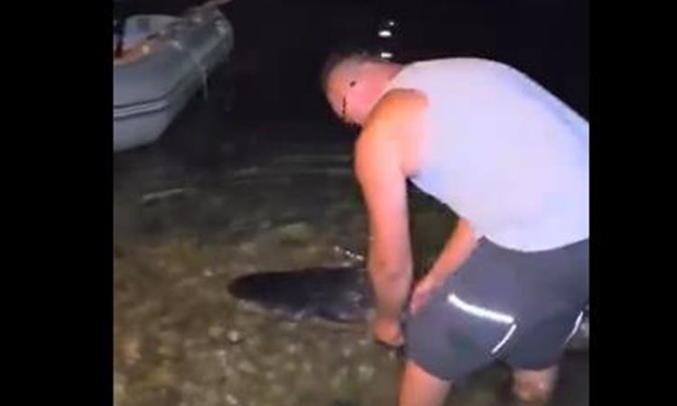 Видео: На Неретва уловен сом од скоро два метри