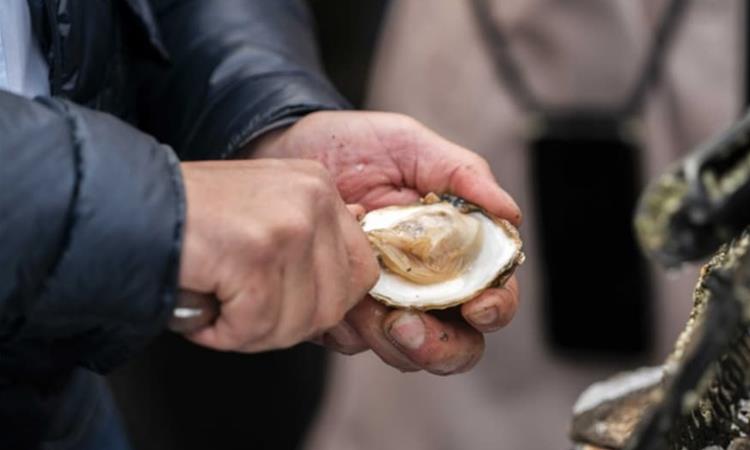 Чуден грабеж во Австралија- украдени се 400.000 остриги, полицијата бара помош 