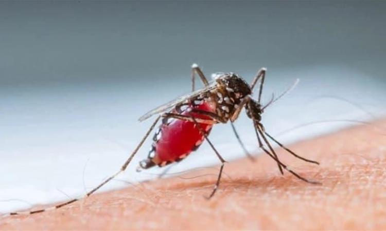Се смирува нилската треска, нема нови примени на Инфективната клиника
