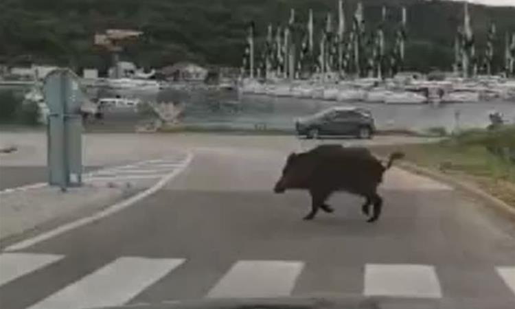 Крдо од 12 диви свињи се прошетаа низ центарот на Солун (ВИДЕО)