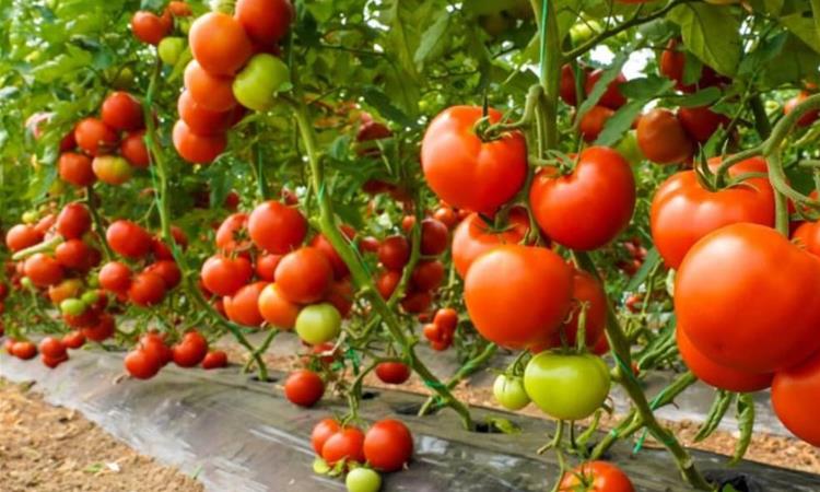 Најновото истражување покажа дека доматот би можел да помогне при замастениот црн дроб 
