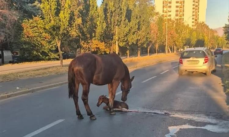 Кобила за ождребила на булеварот „Илинденска“