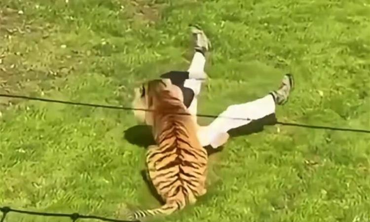 Маж влезе во оградениот простор со тигри, животното го растргна на парчиња!