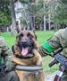 Украина: Куче напуштено од руската армија, сега работи со нас