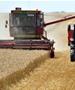 Кина најави рекордна жетва на житото