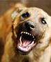 Пријавени девет каснувања од кучиња во државава изминатото деноноќие