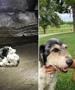 Тринаесетгодишно куче пронајдено во пештера по два месеци потрага
