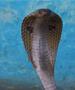 Паника во град во Холандија- од понеделникот избегала отровна кобра, поставени се стапици 