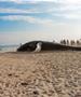 Мртов кит, најден на брегот на Виетнам, е погребан со традиционална церемонија