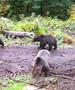 Јапонските власти со апел да не се оди во шума, откако мечка уби човек 