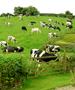 Данска ќе воведе данок за сточарите поради стакленички гасови што ги испуштаат нивните крави...
