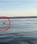 Видео: Во езеро во Бразил водата исфрла мртов монструм!!