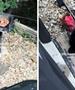 Мечка упадна на моминска забава и се почести со месото од скарата