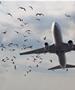 Драма на небото: Боинг со 170 патници се судрил со јато птици, пилотот морал принудно да слета 