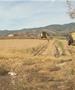 Дождовите годинава го уништија производството на ориз во Македонија