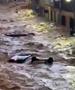 Разорни поплави во Шпанија: Водата носи сè пред себе