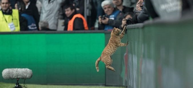 УЕФА го казни Бешикташ со 34.000 евра поради мачка