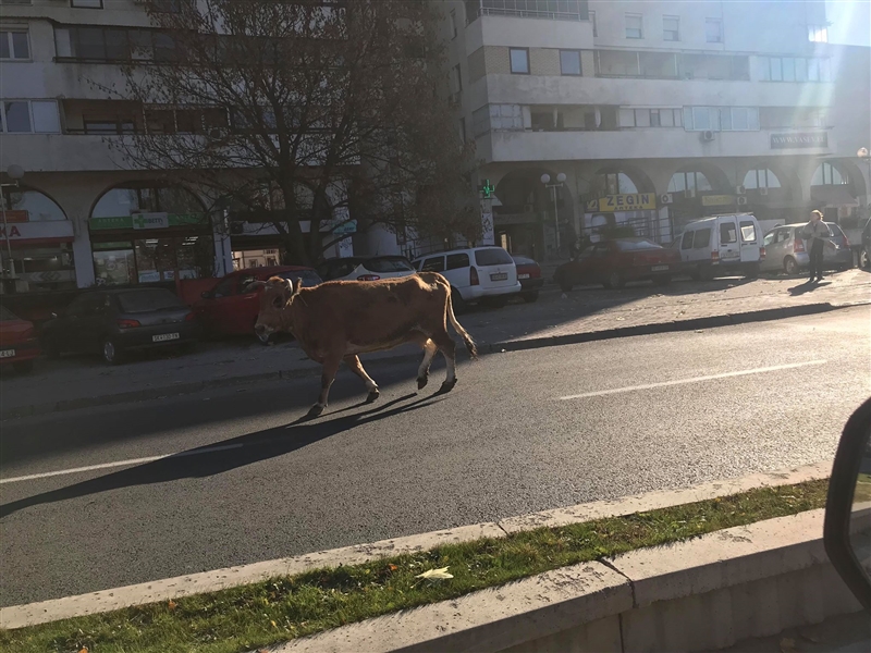 Фото: Крава на прошетка по  „Партизанска“