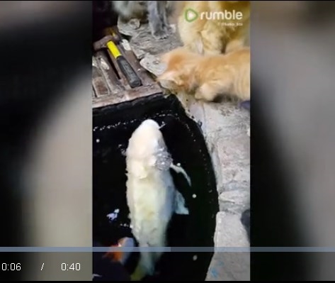 Видео: Маче гали риби!?