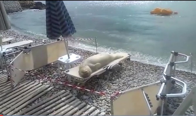 Видео: Фока која обожува луксуз!!