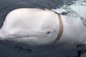 Норвешки рибари пронајдоа бел кит со монтирана руска опрема