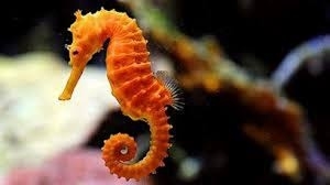 Исчезнуваат морските коњчиња- Кинезите ги јадат за афродизијак 