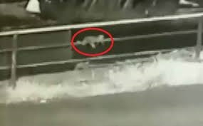 Бебе им паднало од автомобил во движење,забележале дека го нема по 50 километри (ВИДЕО)