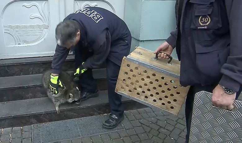 Германската полиција во лов на пијан ракун среде Божикен саем (ВИДЕО)