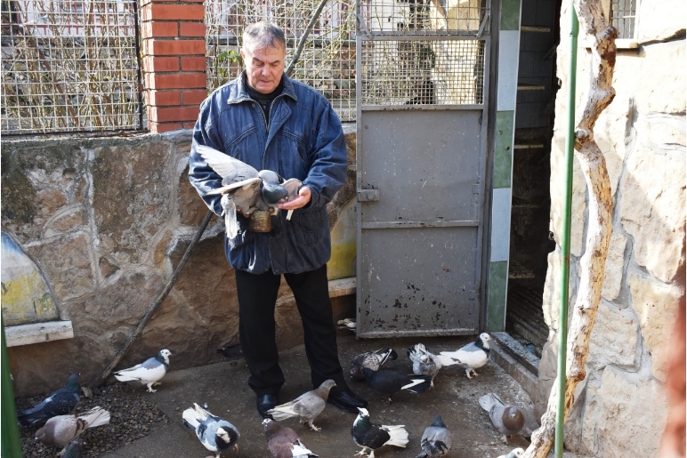 Македонскиот гулаб вртач лета низ Балканот без регистрација