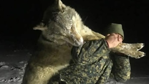 Волк голем колку лав е убиен во Русија , откако напаѓал луѓе во селата (ФОТО)