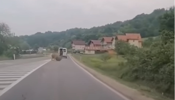Видео: Од комбе во движење излета крава