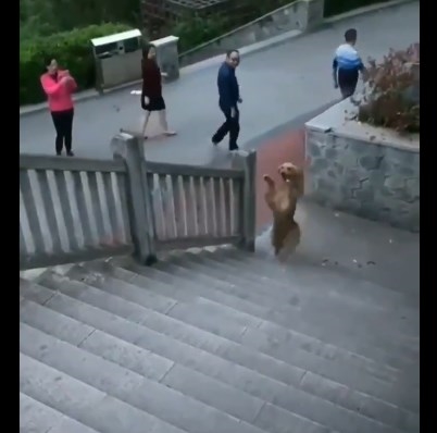 Видео: Куче застана на задните нозе и ги воодушеви минувачите