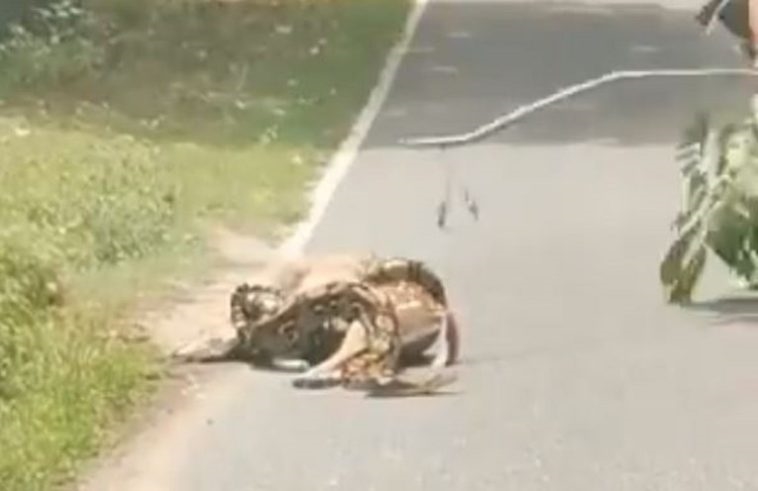 Видео: Срна нападната од питон се спаси во последен момент