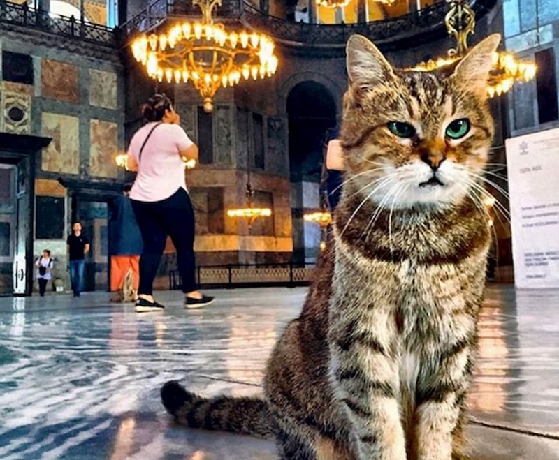 Мачката Гли веќе 16 години живее во Аја Софија