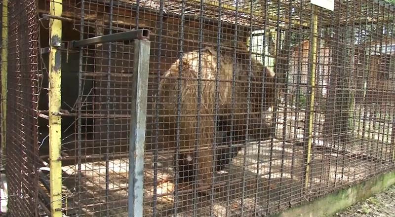 Штипското мече Теди пуштено во паркот на танцувачките мечки во бугарска Белица