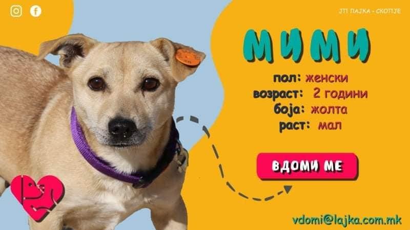 Вдомете куче од Лајка