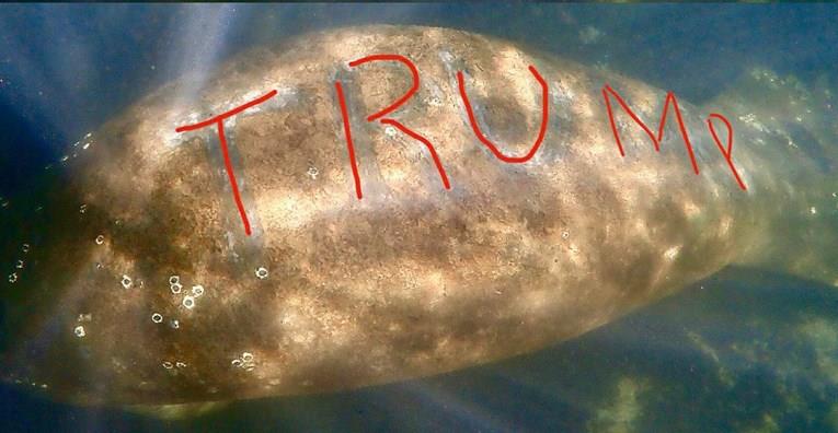 На загрозен вид морска крава на Флорида некој напишал ,,Трамп”, отворена е истрага(ВИДЕО)