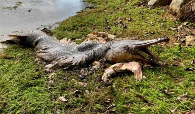 Фото: Во Сингапур откриено бизарно суштество