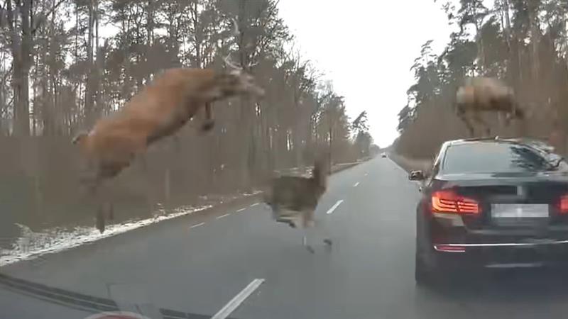 Стадо елени ,,нападнаа” БМВ (ВИДЕО)