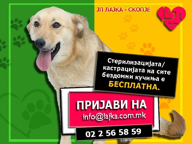 Лајка: Бесплатни стерилизации и тестови за сите бездомни кучиња во Скопје