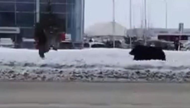 Мечка брка човек по улица во Русија, па ја удира автобус (ВИДЕО)