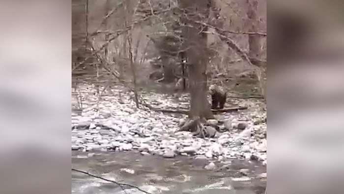 Мечките на Бистра се разбудија од зимскиот сон (ВИДЕО)