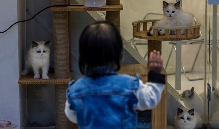 Истражување: Луѓето може да заразат мачки со коронавирус 