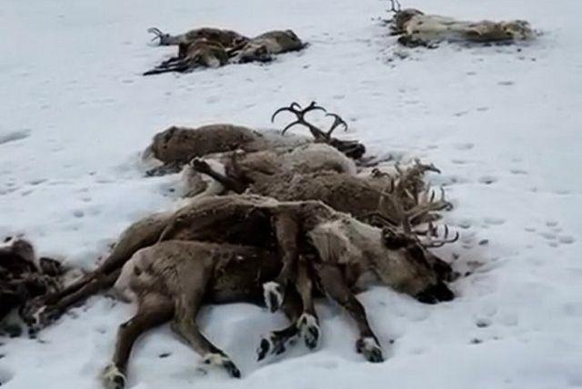 Масовно угинување на ирваси во северна Камчатка