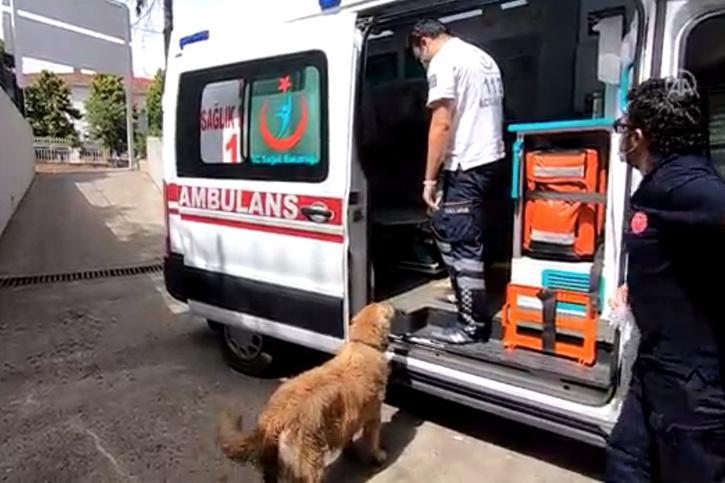 Златен ретривер го претрчал половина Истанбул следејќи ја брзата помош во која била газдарицата