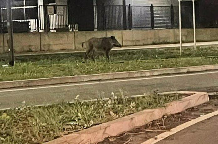 Фото: Вепар на улиците на Нови Сад
