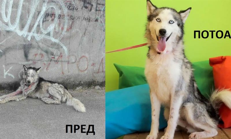 Лајка: Кучето Кико доби нова шанса за живот