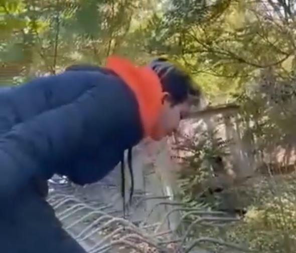 Видео: Девојка вознемирува животни во скопската зоолошка